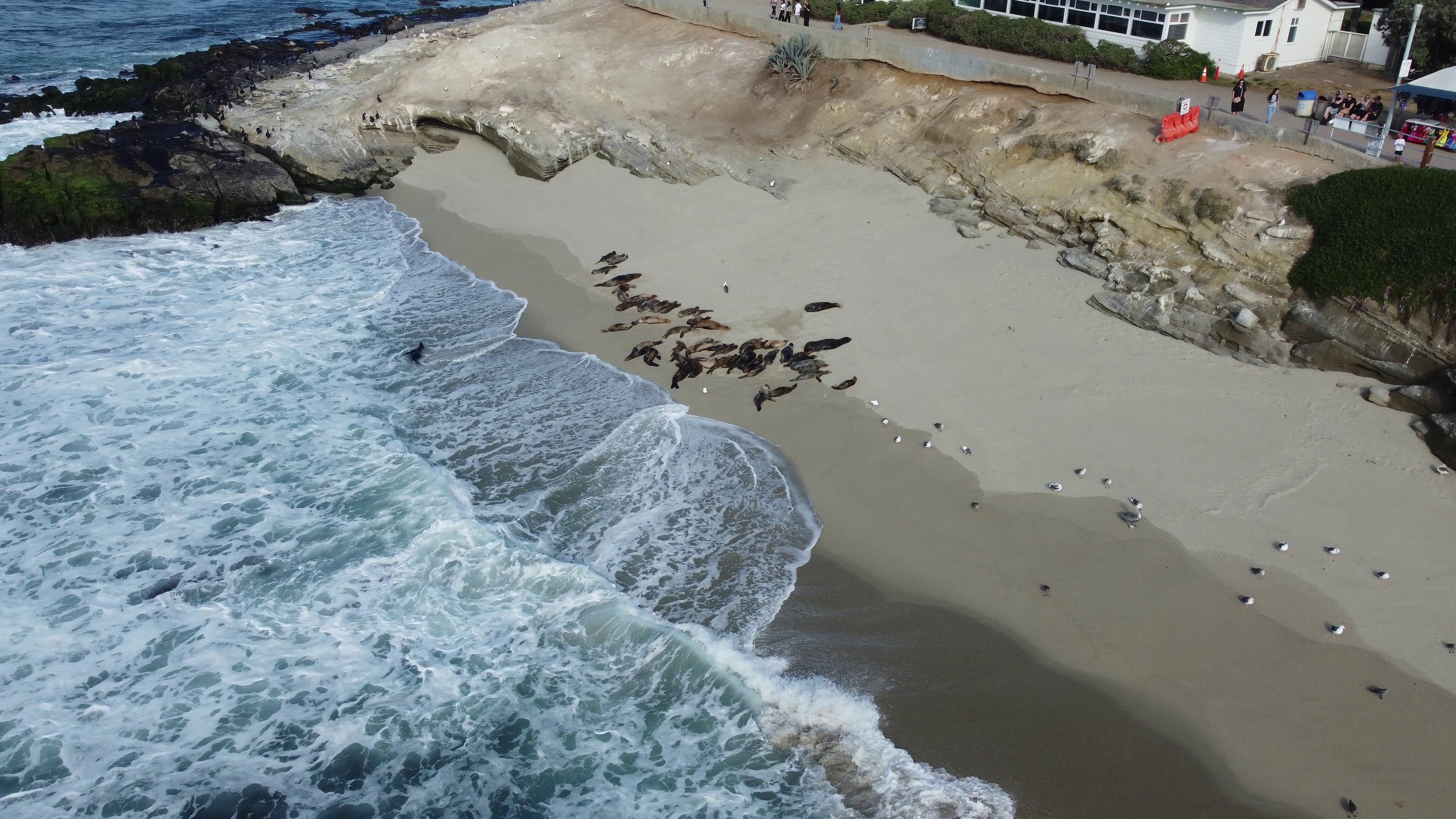 Sea Lions, Point La Jolla